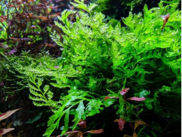 Папоротник больбитис