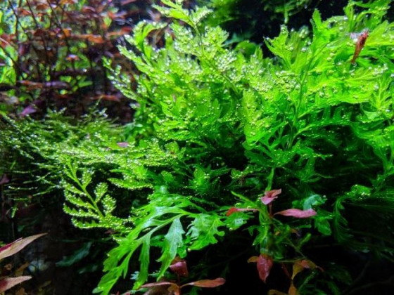 Папоротник больбитис (лат. Bolbitis heudelotii , англ African Water Fern)