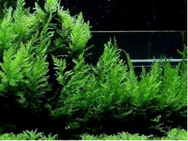 Папоротник больбитис (лат. Bolbitis heudelotii , англ African Water Fern)