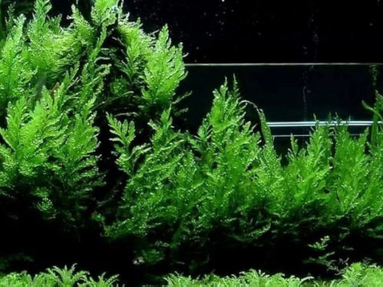 Папоротник больбитис (лат. Bolbitis heudelotii , англ African Water Fern)