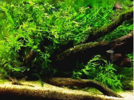 Папоротник больбитис (лат. Bolbitis heudelotii , англ African Water Fern)