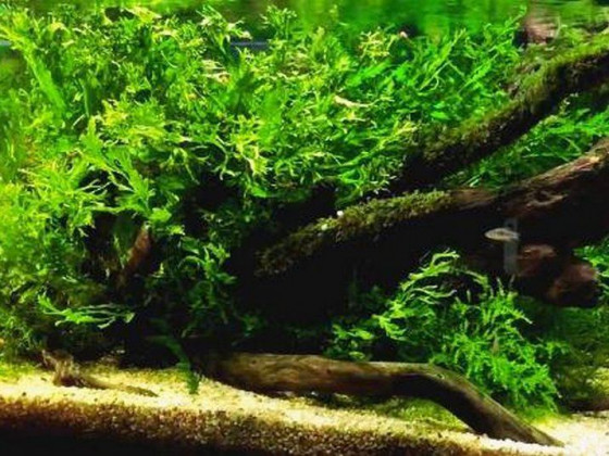 Папоротник больбитис (лат. Bolbitis heudelotii , англ African Water Fern)