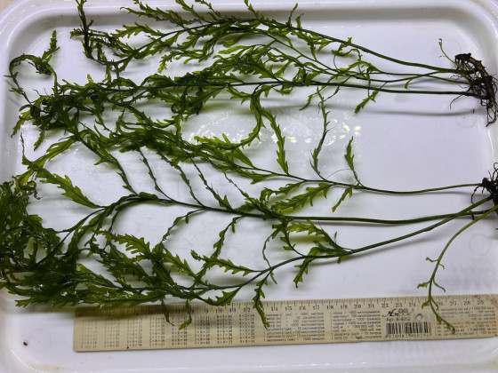 Папоротник больбитис (лат. Bolbitis heudelotii , англ African Water Fern)