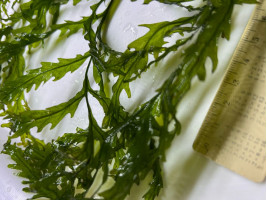 Папоротник больбитис (лат. Bolbitis heudelotii , англ African Water Fern)