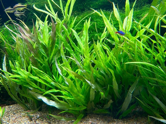 Гигрофила иволистная