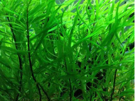 Гигрофила иволистная