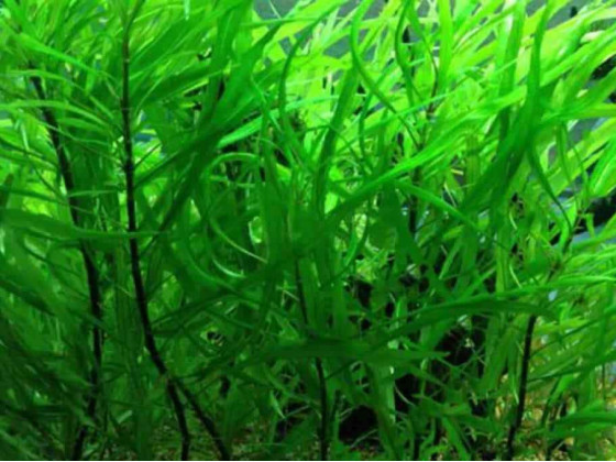 Гигрофила иволистная