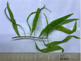 Гигрофила иволистная