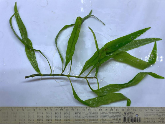 Гигрофила иволистная