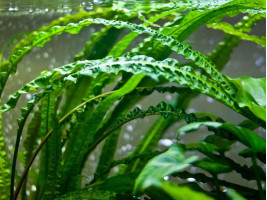 Криптокорина апоногетонолистная