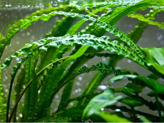 Криптокорина апоногетонолистная (лат. Cryptocoryne aponogetifolia, англ. Aponogeton-leaved Crypt)