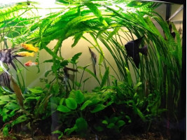 Криптокорина апоногетонолистная (лат. Cryptocoryne aponogetifolia, англ. Aponogeton-leaved Crypt)