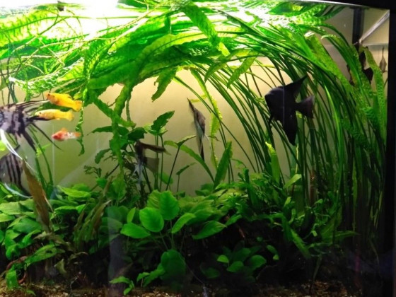 Криптокорина апоногетонолистная (лат. Cryptocoryne aponogetifolia, англ. Aponogeton-leaved Crypt)