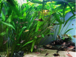 Криптокорина апоногетонолистная (лат. Cryptocoryne aponogetifolia, англ. Aponogeton-leaved Crypt)