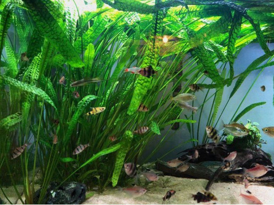 Криптокорина апоногетонолистная (лат. Cryptocoryne aponogetifolia, англ. Aponogeton-leaved Crypt)