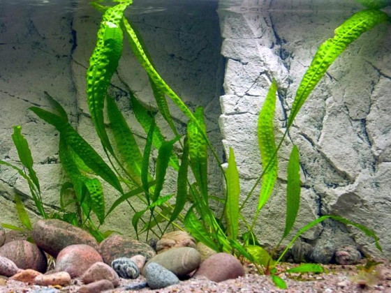 Криптокорина апоногетонолистная (лат. Cryptocoryne aponogetifolia, англ. Aponogeton-leaved Crypt)