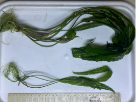 Криптокорина апоногетонолистная (лат. Cryptocoryne aponogetifolia, англ. Aponogeton-leaved Crypt)
