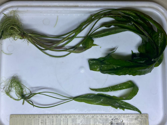 Криптокорина апоногетонолистная (лат. Cryptocoryne aponogetifolia, англ. Aponogeton-leaved Crypt)