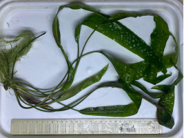 Криптокорина апоногетонолистная (лат. Cryptocoryne aponogetifolia, англ. Aponogeton-leaved Crypt)