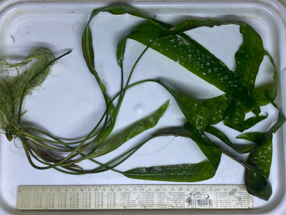 Криптокорина апоногетонолистная (лат. Cryptocoryne aponogetifolia, англ. Aponogeton-leaved Crypt)