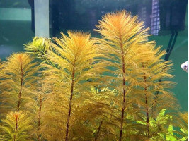 Перистолистник Рорайма англ (Myriophyllum Roraima)