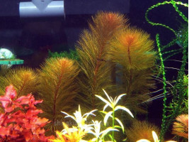 Перистолистник Рорайма англ (Myriophyllum Roraima)