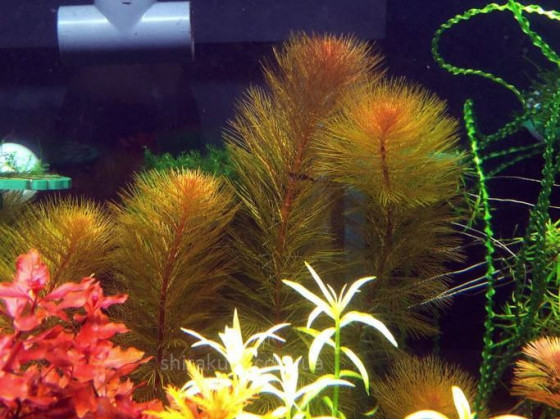 Перистолистник Рорайма англ (Myriophyllum Roraima)