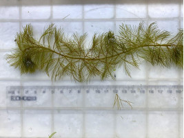 Перистолистник Рорайма англ (Myriophyllum Roraima)