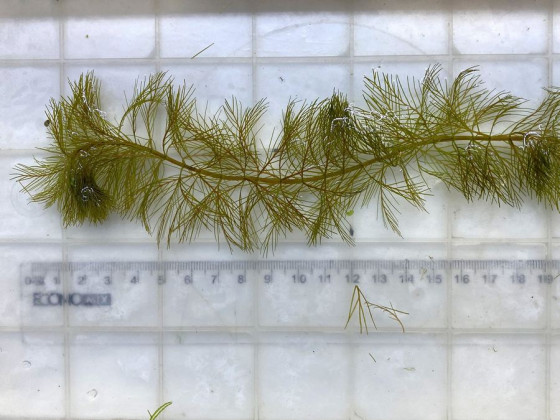 Перистолистник Рорайма англ (Myriophyllum Roraima)