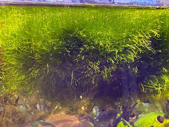 Риччия (Riccia fluitans)