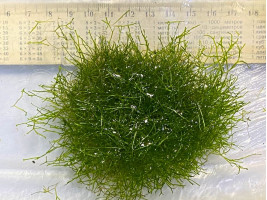 Риччия (Riccia fluitans)