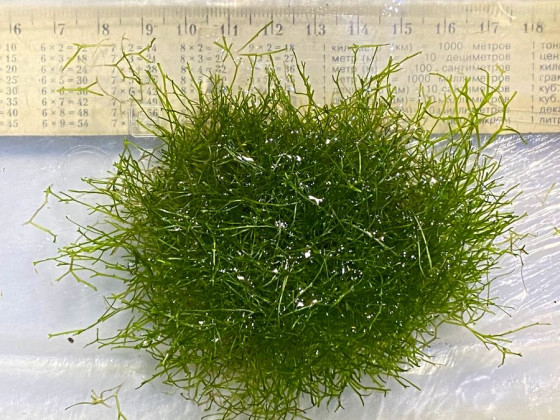 Риччия (Riccia fluitans)