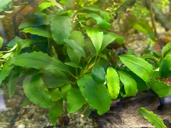 Буцефаландра (Bucephalandra sp.)