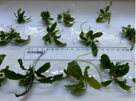 Буцефаландра (Bucephalandra sp.)
