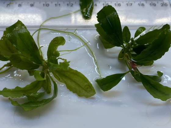 Буцефаландра (Bucephalandra sp.)