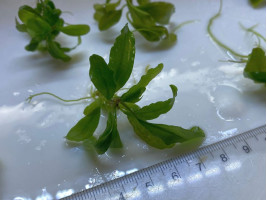 Буцефаландра (Bucephalandra sp.)