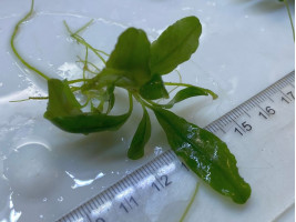 Буцефаландра (Bucephalandra sp.)