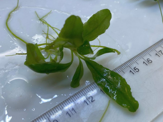 Буцефаландра (Bucephalandra sp.)