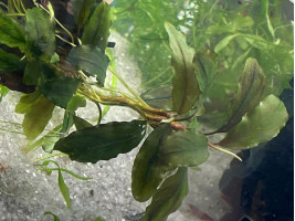 Буцефаландра (Bucephalandra sp.)