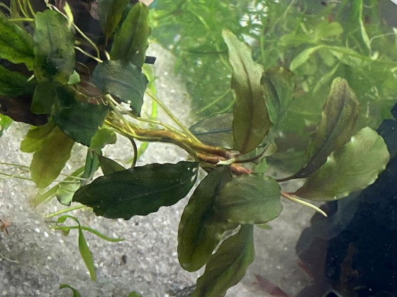 Буцефаландра (Bucephalandra sp.)