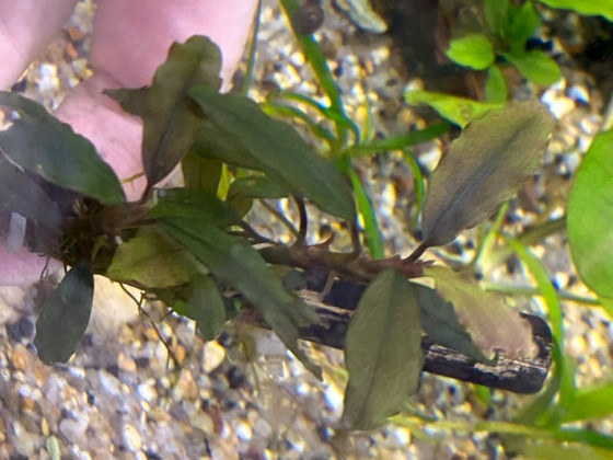 Буцефаландра (Bucephalandra sp.)