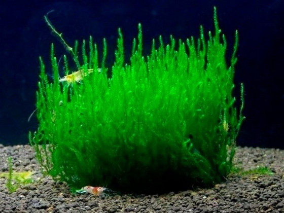 Мох Пламя (Taxiphyllum sp. 