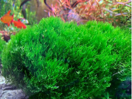 Мох Пламя (Taxiphyllum sp. 