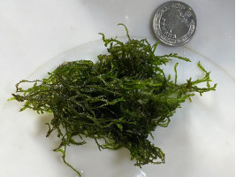 Мох Пламя (Taxiphyllum sp. 