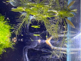 Пистия - плавающее аквариумное растение