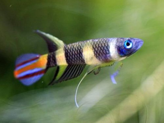 Акваріумна рибка щучка-клоун або факельний епіплатис (Epiplatys annulatus)