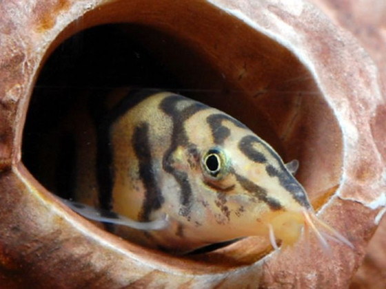 Боция мраморная Botia almorhae аквариумная рыбка