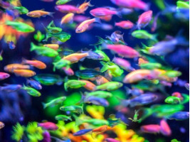 Данио Глофиш (GloFish) светящиеся рыбки