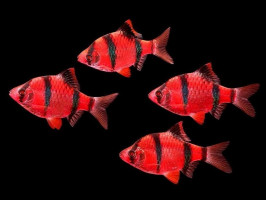 Барбус Glo Fish  суматранский красный