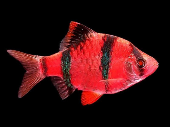 Барбус Glo Fish суматранський червоний